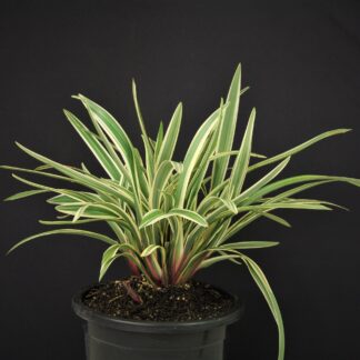 Dianella Destiny™