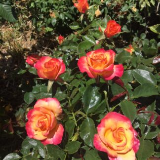 Rosa Flair™