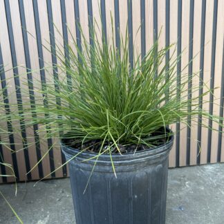 Lomandra Lady Breeze™