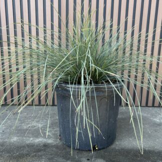 Lomandra Shara Blue™
