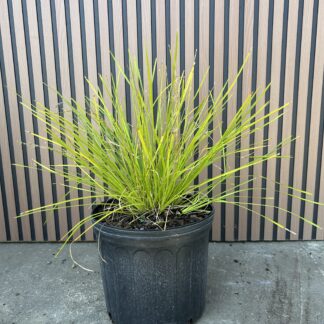 Lomandra Lime Breeze™
