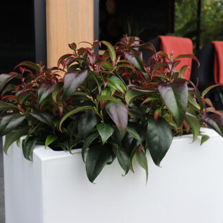 Leucothoe Dark Diamond™