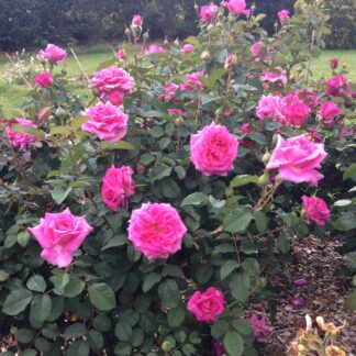 Rosa Charm™