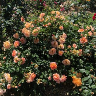 Rosa Tuscan™