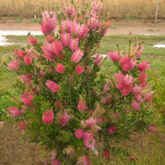 Callistemon Fluro Burst™