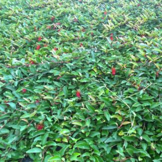 Grevillea Down Under™
