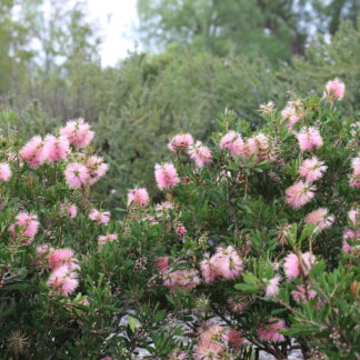 Callistemon Sweet Burst™