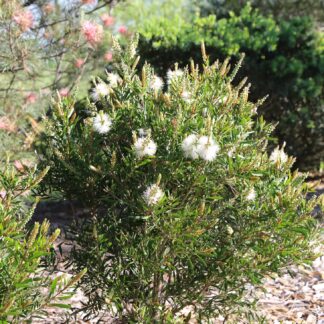Callistemon Snow Burst™