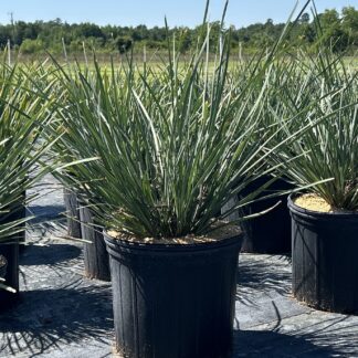 Lomandra Genesis Blue™