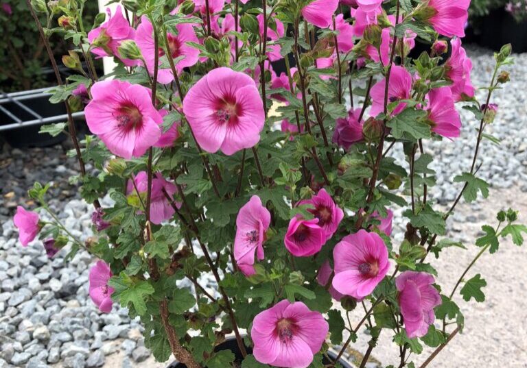 Anisidontea Dayo_PMA (3)_20210225