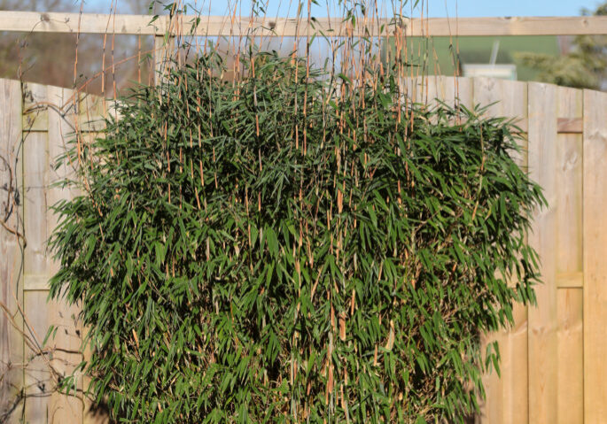 Fargesia 'Malachite Monkeys' - plant