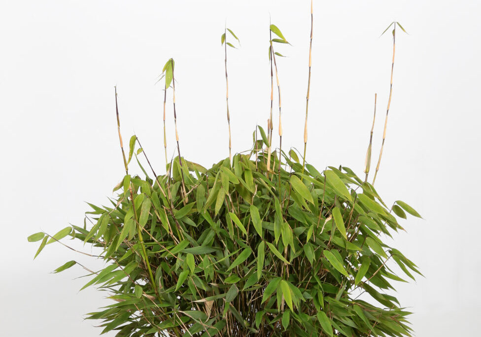Fargesia 'Moontears'_plant