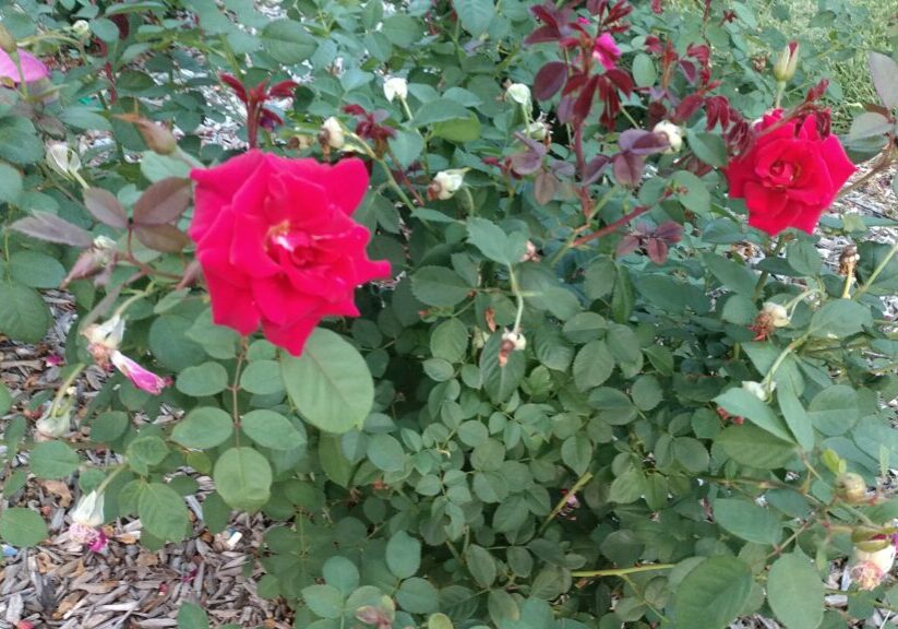 GRAred flower (2)