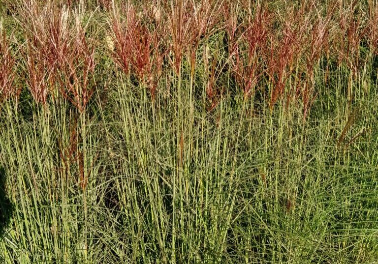 Miscanthus Sunlit Satin 7 IMG_20190919_163448